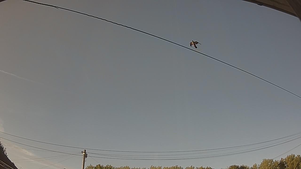 20260801_183336_cam2.jpg